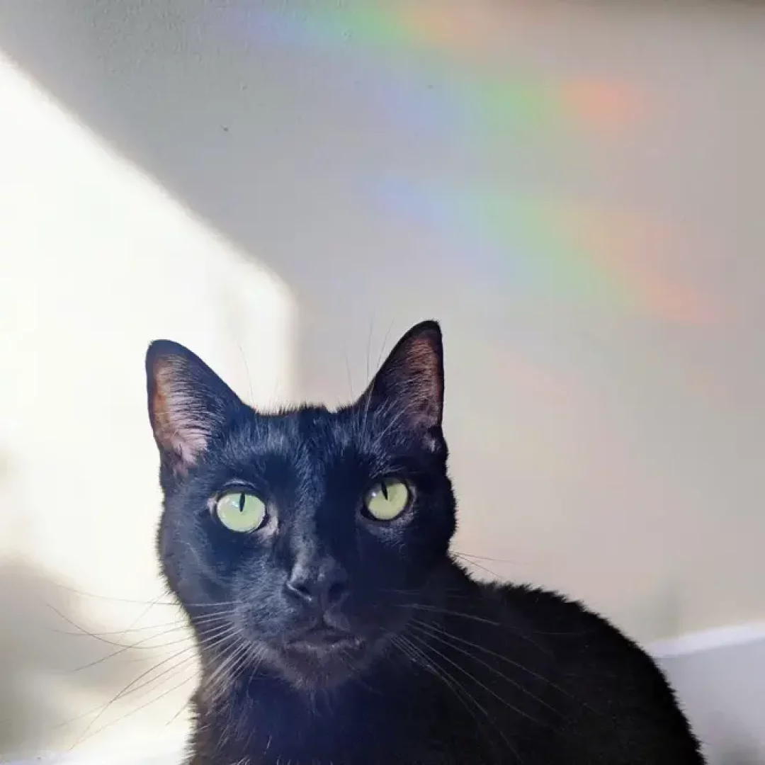 chat noir avec un arc en ciel produit par le attrape soleil